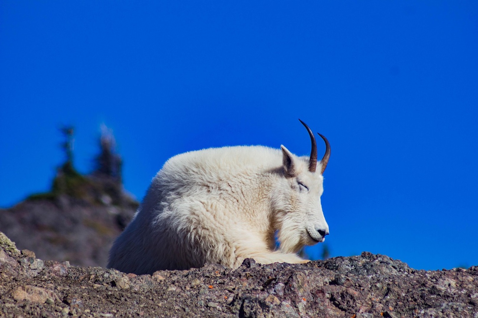 Mountain Goats in Canadian Rockies